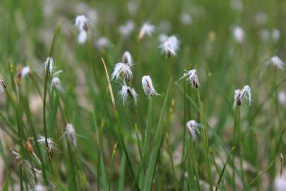 Fotografia da espécie Eriophorum alpinum