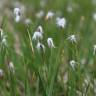 Fotografia 5 da espécie Eriophorum alpinum do Jardim Botânico UTAD