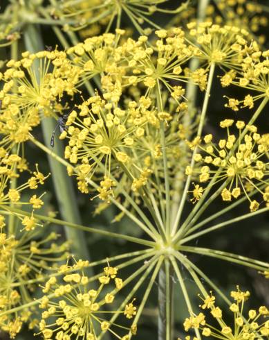 Fotografia de capa Thapsia villosa var. dissecta - do Jardim Botânico