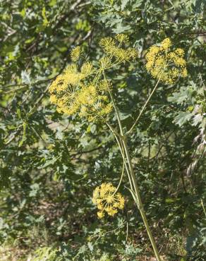 Fotografia 3 da espécie Thapsia villosa var. dissecta no Jardim Botânico UTAD