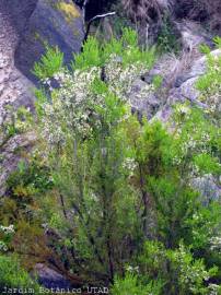 Fotografia da espécie Erica arborea