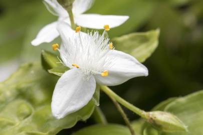 Fotografia da espécie Tradescantia fluminensis