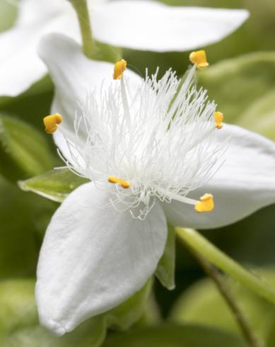 Fotografia de capa Tradescantia fluminensis - do Jardim Botânico