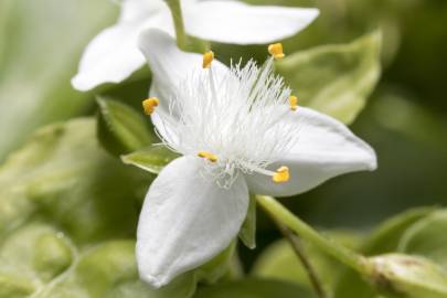 Fotografia da espécie Tradescantia fluminensis