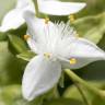 Fotografia 1 da espécie Tradescantia fluminensis do Jardim Botânico UTAD