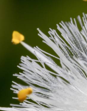 Fotografia 5 da espécie Tradescantia fluminensis no Jardim Botânico UTAD