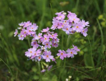 Fotografia da espécie Primula farinosa