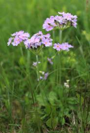 Fotografia da espécie Primula farinosa