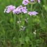 Fotografia 3 da espécie Primula farinosa do Jardim Botânico UTAD