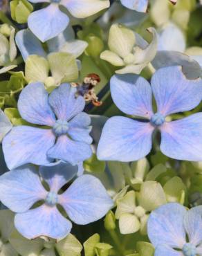 Fotografia 3 da espécie Hydrangea macrophylla no Jardim Botânico UTAD