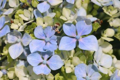 Fotografia da espécie Hydrangea macrophylla