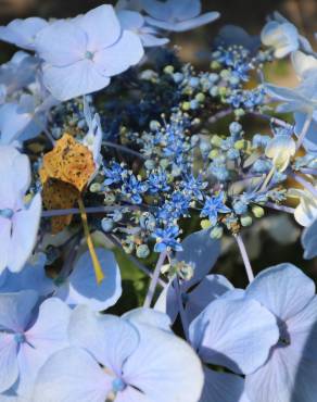 Fotografia 4 da espécie Hydrangea macrophylla no Jardim Botânico UTAD