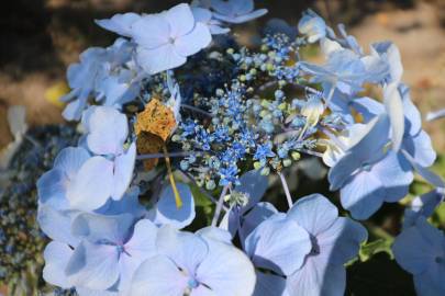 Fotografia da espécie Hydrangea macrophylla