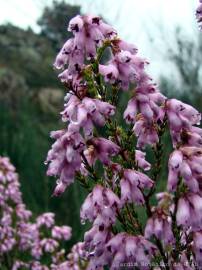 Fotografia da espécie Erica australis