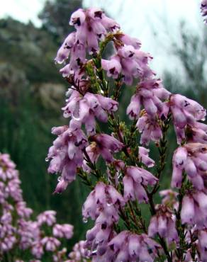 Fotografia 3 da espécie Erica australis no Jardim Botânico UTAD