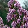 Fotografia 3 da espécie Erica australis do Jardim Botânico UTAD