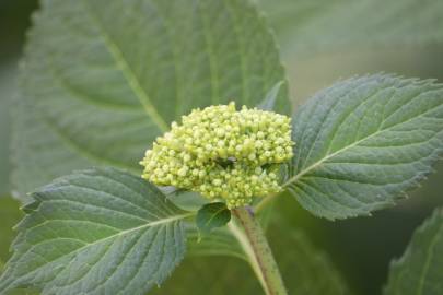 Fotografia da espécie Hydrangea macrophylla