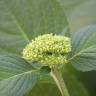 Fotografia 5 da espécie Hydrangea macrophylla do Jardim Botânico UTAD