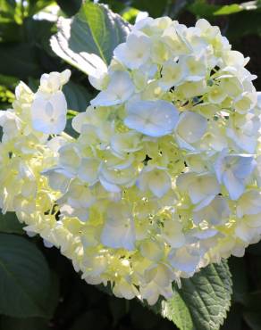 Fotografia 6 da espécie Hydrangea macrophylla no Jardim Botânico UTAD