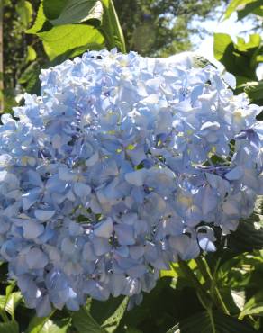 Fotografia 7 da espécie Hydrangea macrophylla no Jardim Botânico UTAD