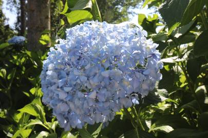 Fotografia da espécie Hydrangea macrophylla