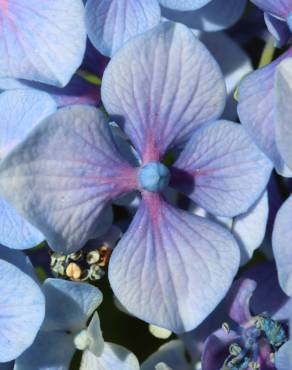 Fotografia 9 da espécie Hydrangea macrophylla no Jardim Botânico UTAD