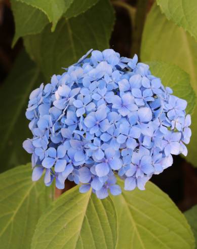 Fotografia de capa Hydrangea macrophylla - do Jardim Botânico