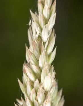 Fotografia 9 da espécie Holcus lanatus no Jardim Botânico UTAD