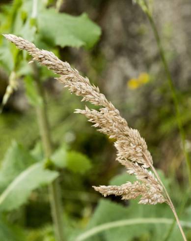 Fotografia de capa Holcus lanatus - do Jardim Botânico