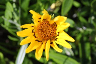 Fotografia da espécie Gazania rigens