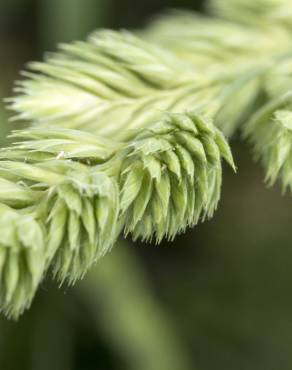 Fotografia 3 da espécie Dactylis glomerata subesp. lusitanica no Jardim Botânico UTAD