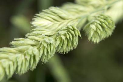 Fotografia da espécie Dactylis glomerata subesp. lusitanica