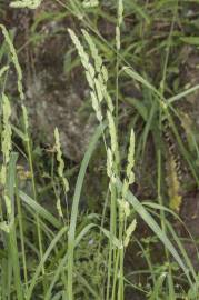 Fotografia da espécie Dactylis glomerata subesp. lusitanica