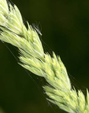 Fotografia 5 da espécie Dactylis glomerata subesp. lusitanica no Jardim Botânico UTAD