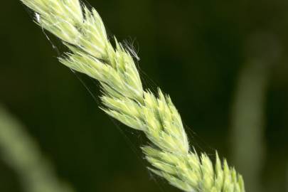 Fotografia da espécie Dactylis glomerata subesp. lusitanica