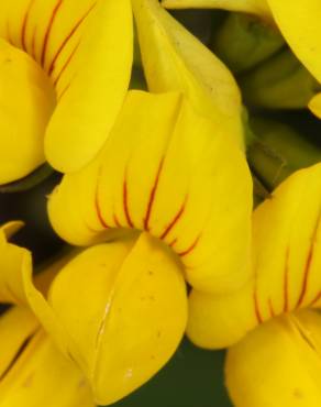 Fotografia 4 da espécie Lotus pedunculatus no Jardim Botânico UTAD