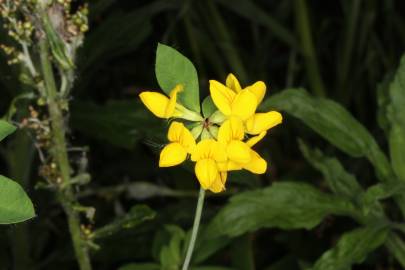 Fotografia da espécie Lotus pedunculatus