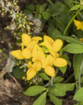 Fotografia 7 da espécie Lotus pedunculatus no Jardim Botânico UTAD