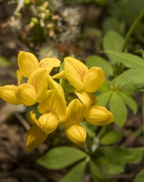 Fotografia 8 da espécie Lotus pedunculatus no Jardim Botânico UTAD