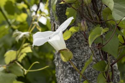 Fotografia da espécie Calystegia silvatica subesp. disjuncta