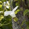 Fotografia 3 da espécie Calystegia silvatica subesp. disjuncta do Jardim Botânico UTAD