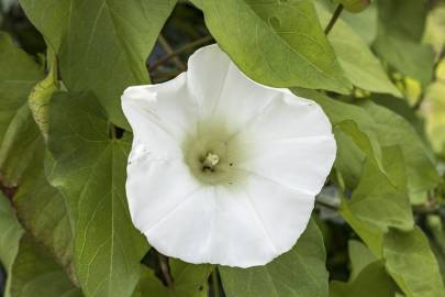 Fotografia da espécie Calystegia silvatica subesp. disjuncta