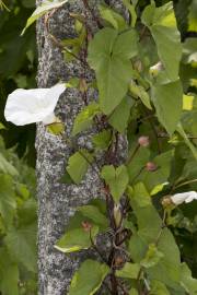 Fotografia da espécie Calystegia silvatica subesp. disjuncta