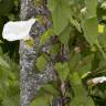 Fotografia 5 da espécie Calystegia silvatica subesp. disjuncta do Jardim Botânico UTAD