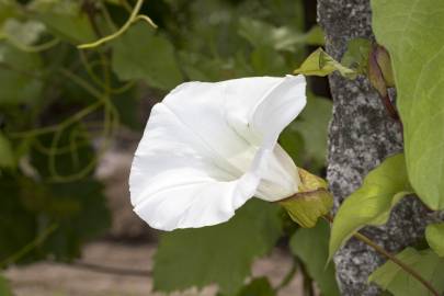 Fotografia da espécie Calystegia silvatica subesp. disjuncta