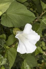 Fotografia da espécie Calystegia silvatica subesp. disjuncta