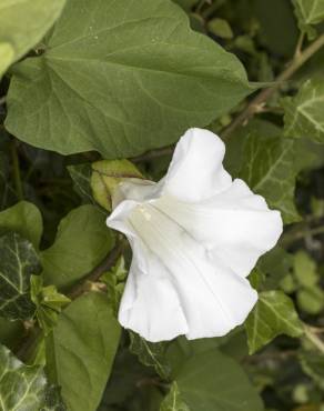 Fotografia 7 da espécie Calystegia silvatica subesp. disjuncta no Jardim Botânico UTAD