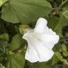 Fotografia 7 da espécie Calystegia silvatica subesp. disjuncta do Jardim Botânico UTAD