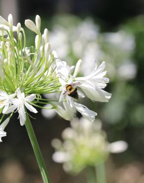 Fotografia 7 da espécie Agapanthus africanus no Jardim Botânico UTAD