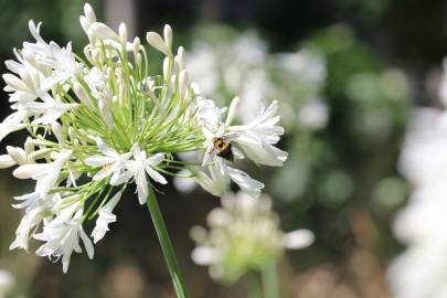 Fotografia da espécie Agapanthus africanus